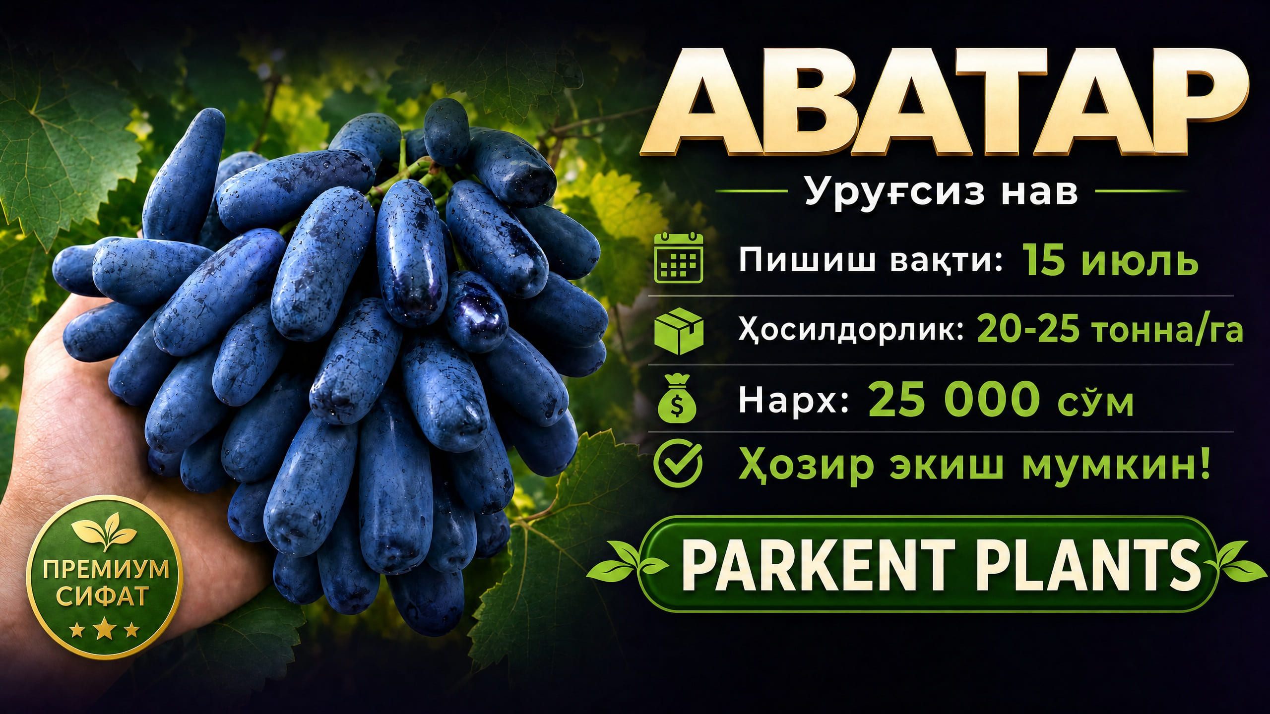 Аватар (Avatar) — Urug'siz nav